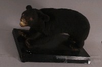 臺灣黑熊藏品圖，第4張